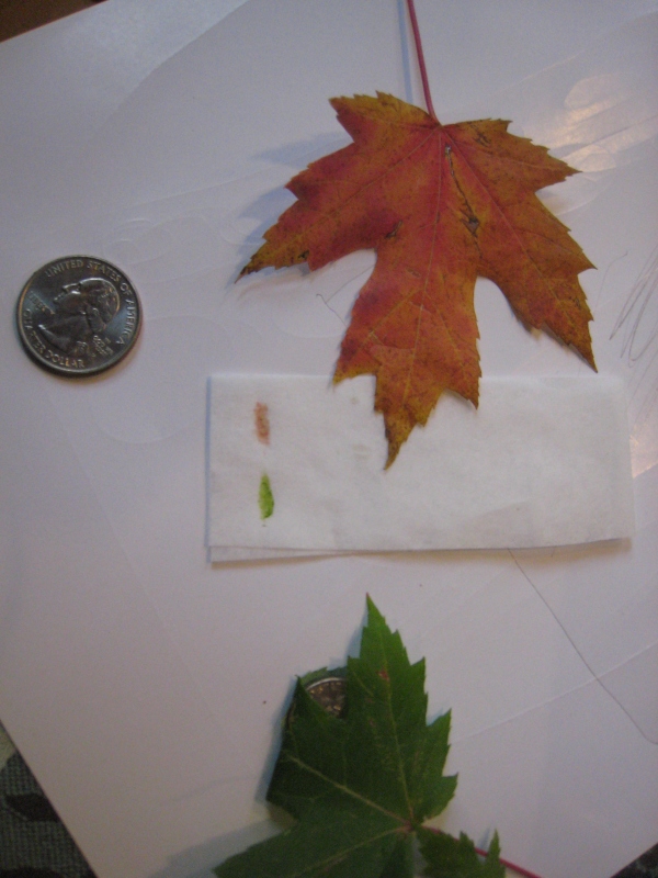 Leaf Photo for Autumn Lesson Plans 